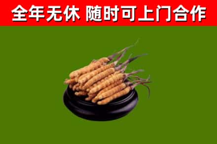 延寿烟酒回收冬虫夏草.jpg